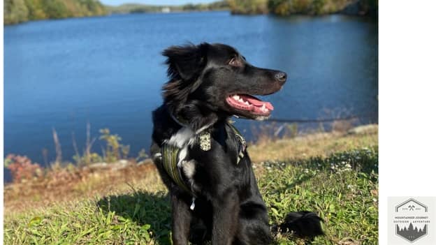 blog-img-1725224947839 Dog wearing a proper harness while on trail