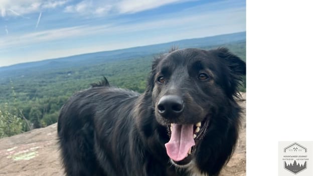 blog-img-1725225048239 Dog at summit of hiking trail