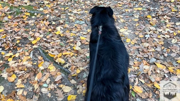 blog-img-1725224645124 Dog hiking on leave covered path