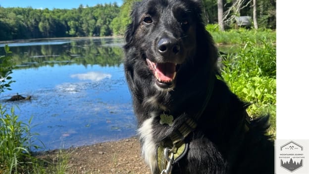 blog-img-1725224844717 Dog in front of lake, hooked harness in front as an example
