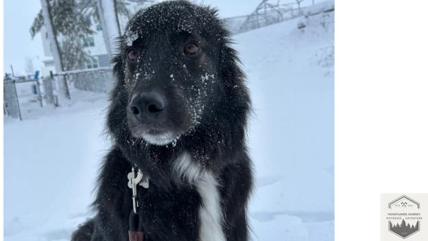 blog-img-1725224899203 Dog hiking in the snow