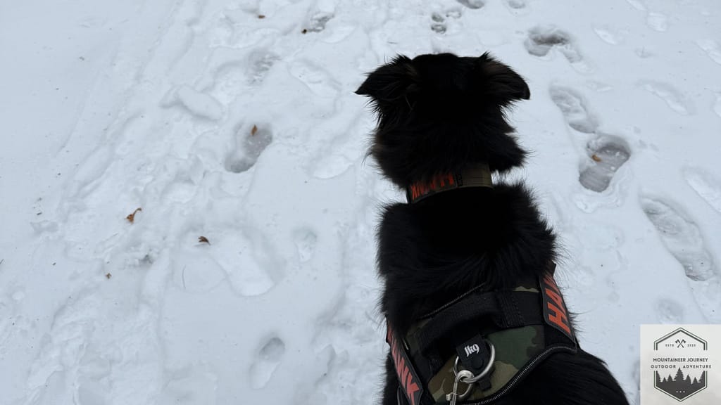 Winter Hiking With My Dog Hawk