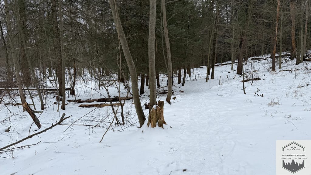 Snow during the winter can easily hide trail markers. View of trees with trail markers
