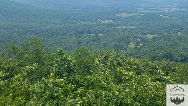 overlooking forest with trees