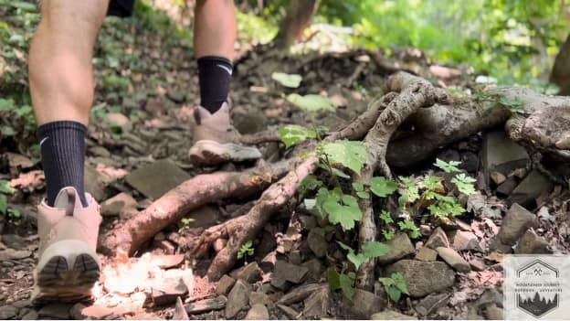showing how calves are worked on uphill terrain