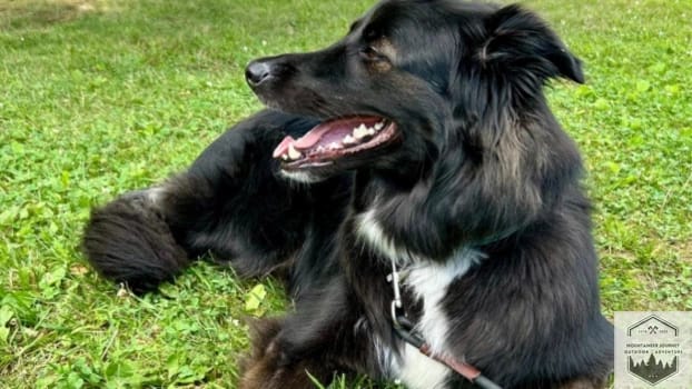 Dog laying in grass taking a break from hike