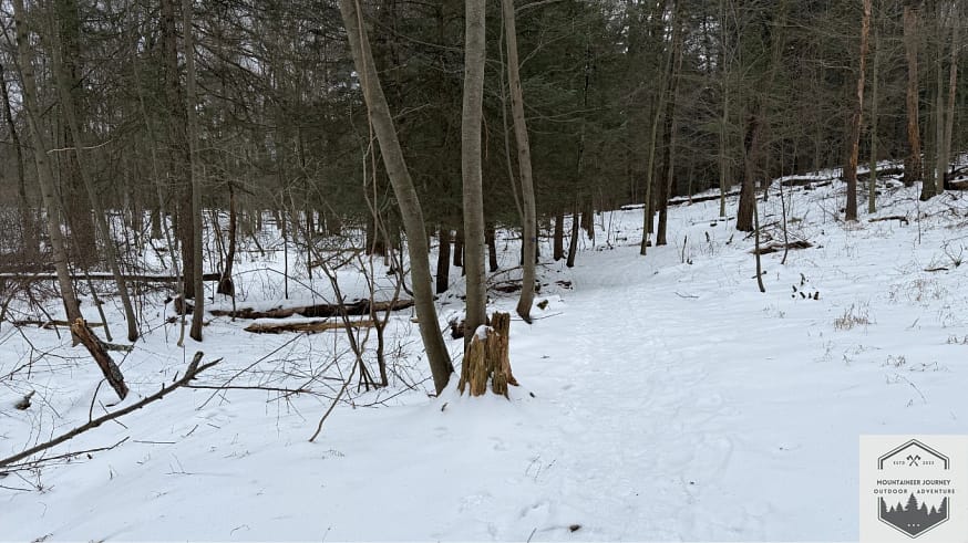 Snow during the winter can easily hide trail markers. View of trees with trail markers